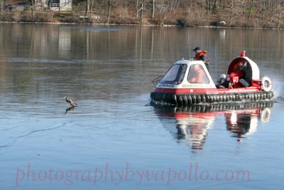 Shrewsbury Duck 007.jpg