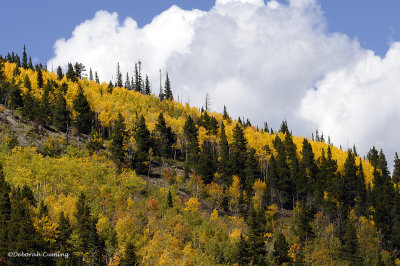 Fall Color in the Rockies