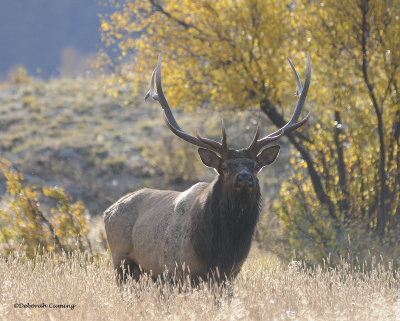 elk and aspen