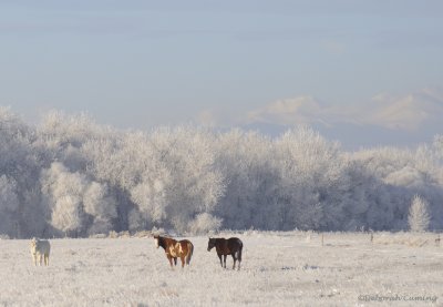 Winter Pasture