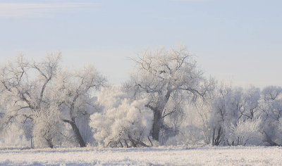 Cottonwoods & Frost