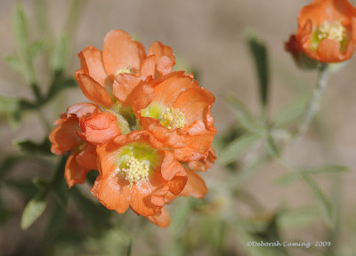 Coulters Globe Mallow