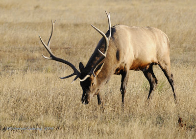 rejected Bull Elk
