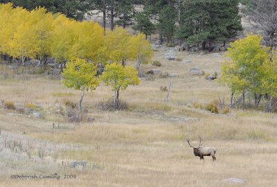 aspens and elk