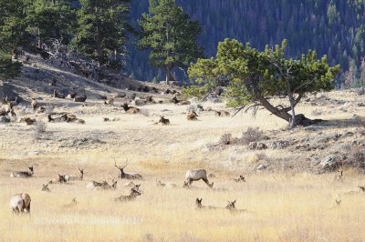 Where do all the Elk live?