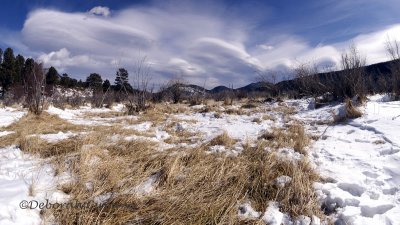 for Sleeping Elk