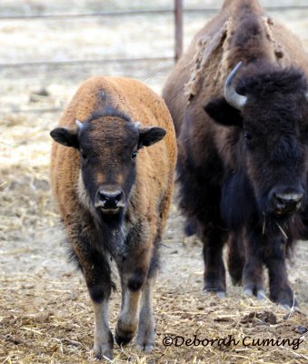 always under watchful eyes - baby bison