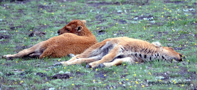 sleeping buffalo babies..