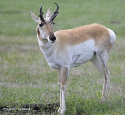 Pronghorn
