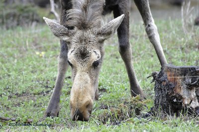 Moose