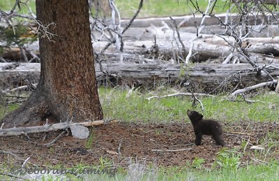big tree, little bear