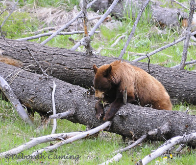 Black Bear - Cinnamon