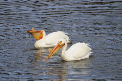 american_white_pelican