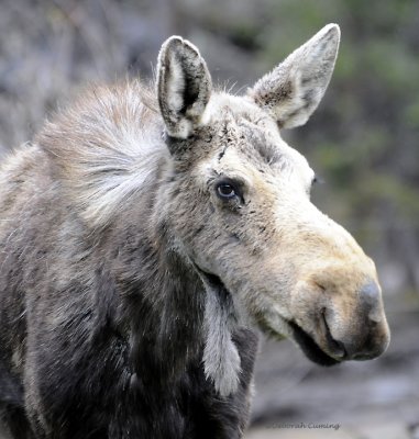 Montana Moose