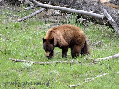 Cinnamon Black Bear