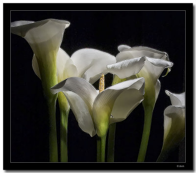 Calla