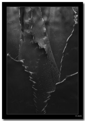 Agave