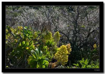 Blooming Almonds