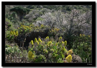 Blooming Almonds