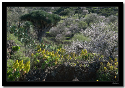 Blooming Almonds