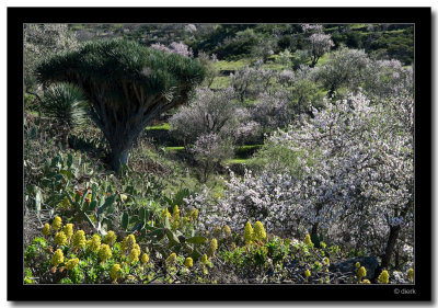 Blooming Almonds