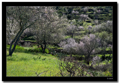 Blooming Almonds