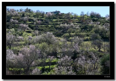 Blooming Almonds
