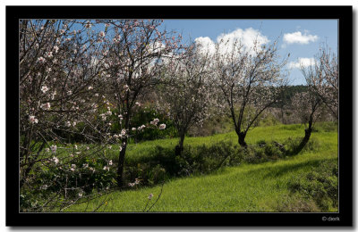 Blooming Almonds