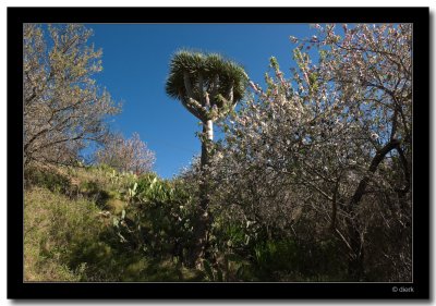Blooming Almonds
