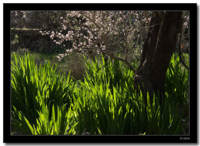 Blooming Almonds
