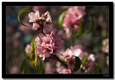 Blooming Almonds