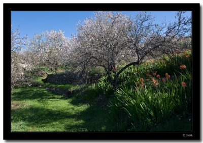 Blooming Almonds