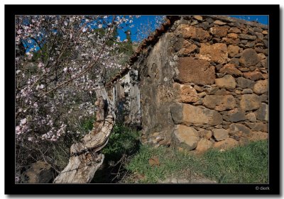 Blooming Almonds