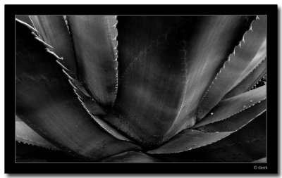 Agave