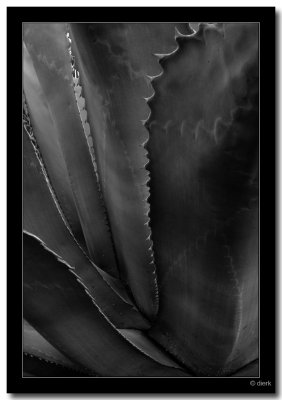 Agave