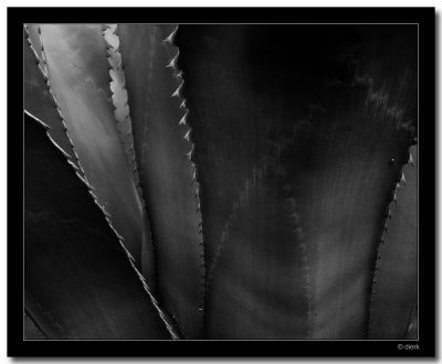 Agave