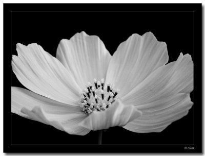 Cosmea