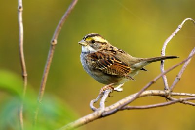 Sparrow
