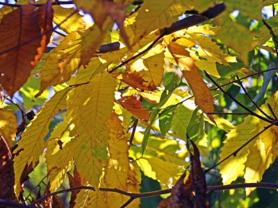 American Chestnut Leaves in Fall