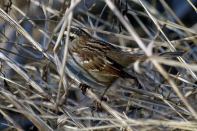 Sparrow