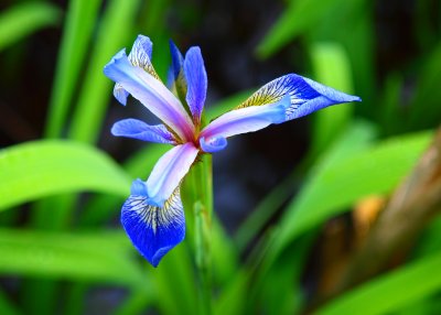 Swamp Iris
