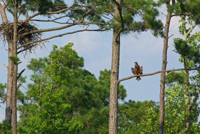 Juvenile Bald Eagle