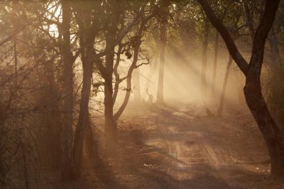 Dust in the morning light