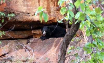 Sloth Bear. Very rare sighting.