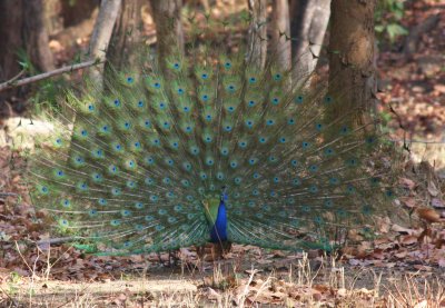 Indian Peafowl, a.k.a. Peacock