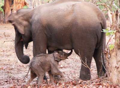 Working elephant with baby.