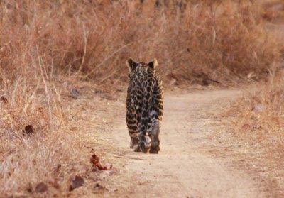 Very rare leopard sighting