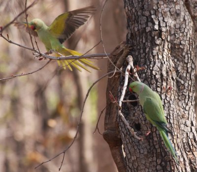 Parrots attacking monitor lizard