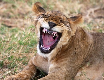 Samburu Lions