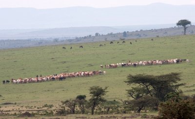 Masai cattle